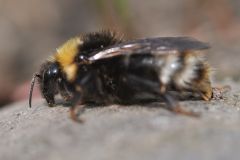 Bombus sylvestris